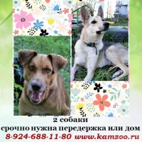 Приют для кошек Котофеево Фото 2 на проекте Petropavlovsk-kamchatskiy.vetspravka.ru Приют для кошек Котофеево Фото 2 на проекте Petropavlovsk-kamchatskiy.vetspravka.ru