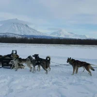 Питомник ездовых собак Кайныран на проекте Petropavlovsk-kamchatskiy.vetspravka.ru Питомник ездовых собак Кайныран на проекте Petropavlovsk-kamchatskiy.vetspravka.ru